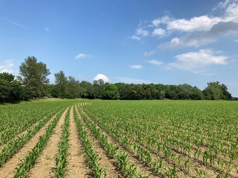 39 commercial land for sale in Suffolk, UK Page 1